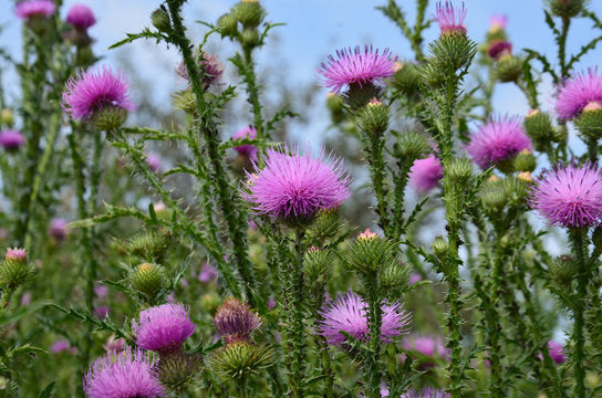 MILK THISTLE and what it can do <em>FOR YOUR LIVER </em>